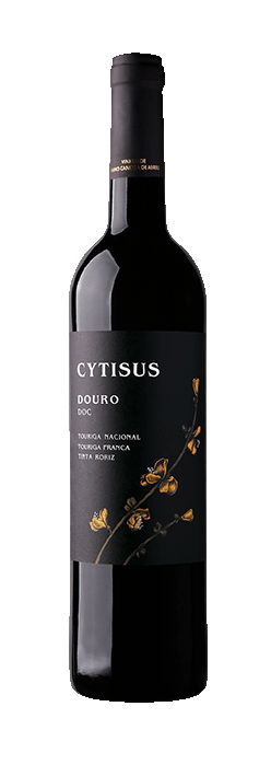 Cytisus